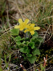 Ranunculus multiscapus