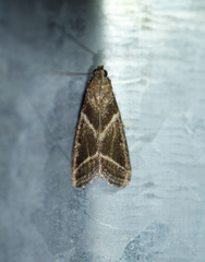 Nyctegretis triangulella