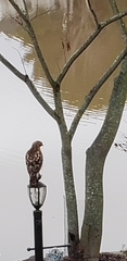 Buteo lineatus