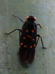 Desudaba maculata