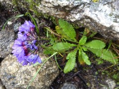Primula glomerata