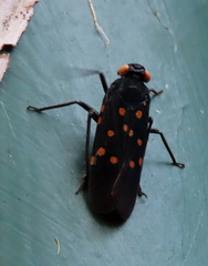 Desudaba maculata