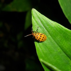 Plectonycha fromonti