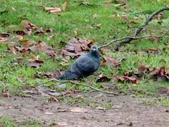Columba livia domestica