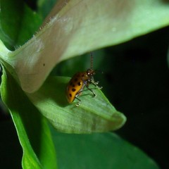 Plectonycha fromonti