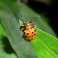 Plectonycha fromonti