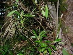 Veronica flavida
