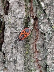 Pyrrhocoris apterus