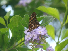 Dione juno huascuma