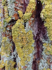 Xanthoria parietina