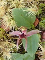 Chiloglottis grammata