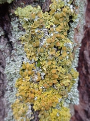 Xanthoria parietina