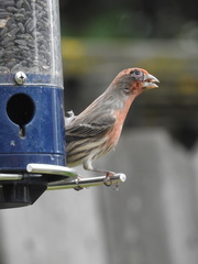 Haemorhous mexicanus