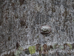 Emcephalus floccosus