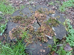 Fungi