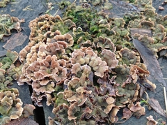 Fungi