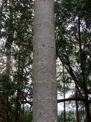 Emcephalus floccosus