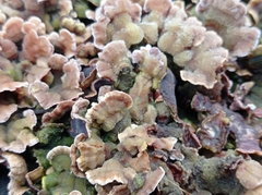 Fungi