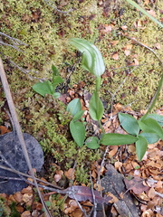 Pterostylis scabrida