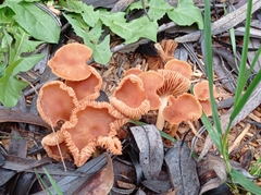 Fungi