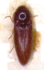 Glyphonyx nigritus