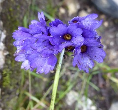 Primula glomerata