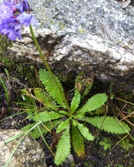 Primula glomerata