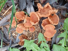 Fungi