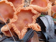 Fungi