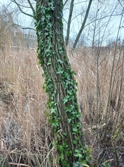 Hedera helix