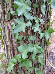 Hedera helix