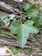 Hedera helix