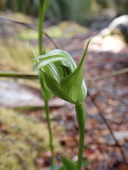 Pterostylis scabrida