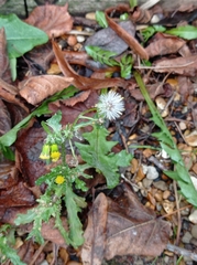 Senecio vulgaris