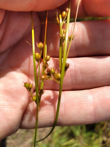 Image of Juncus dichotomus by (c) Leon Perrie, some rights reserved (CC BY)