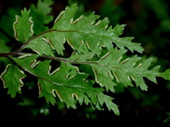 Pteris saxatilis