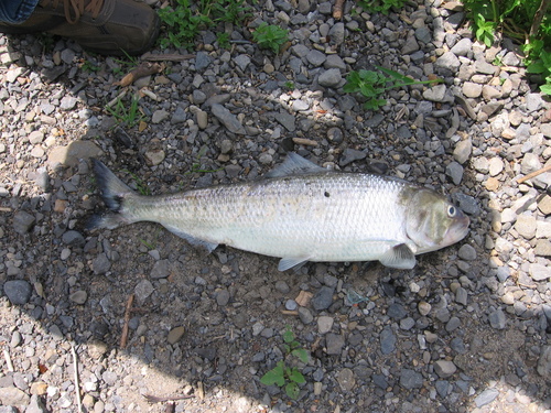 American Shad