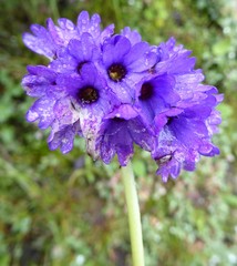 Primula glomerata