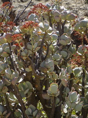 Crassula arborescens