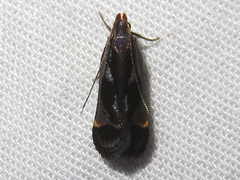 Dichomeris ochripalpella