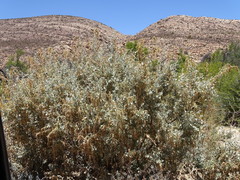 Atriplex vestita
