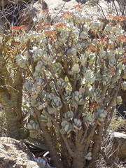 Crassula arborescens