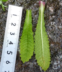 Primula glomerata