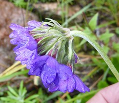 Primula glomerata