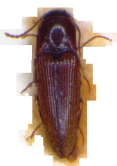 Glyphonyx parallelus