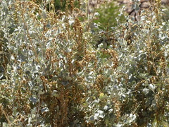 Atriplex vestita