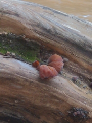 Auricularia