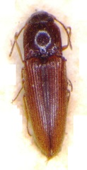 Glyphonyx parallelus