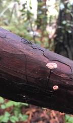 Paragymnopus sequoiae