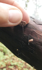 Paragymnopus sequoiae